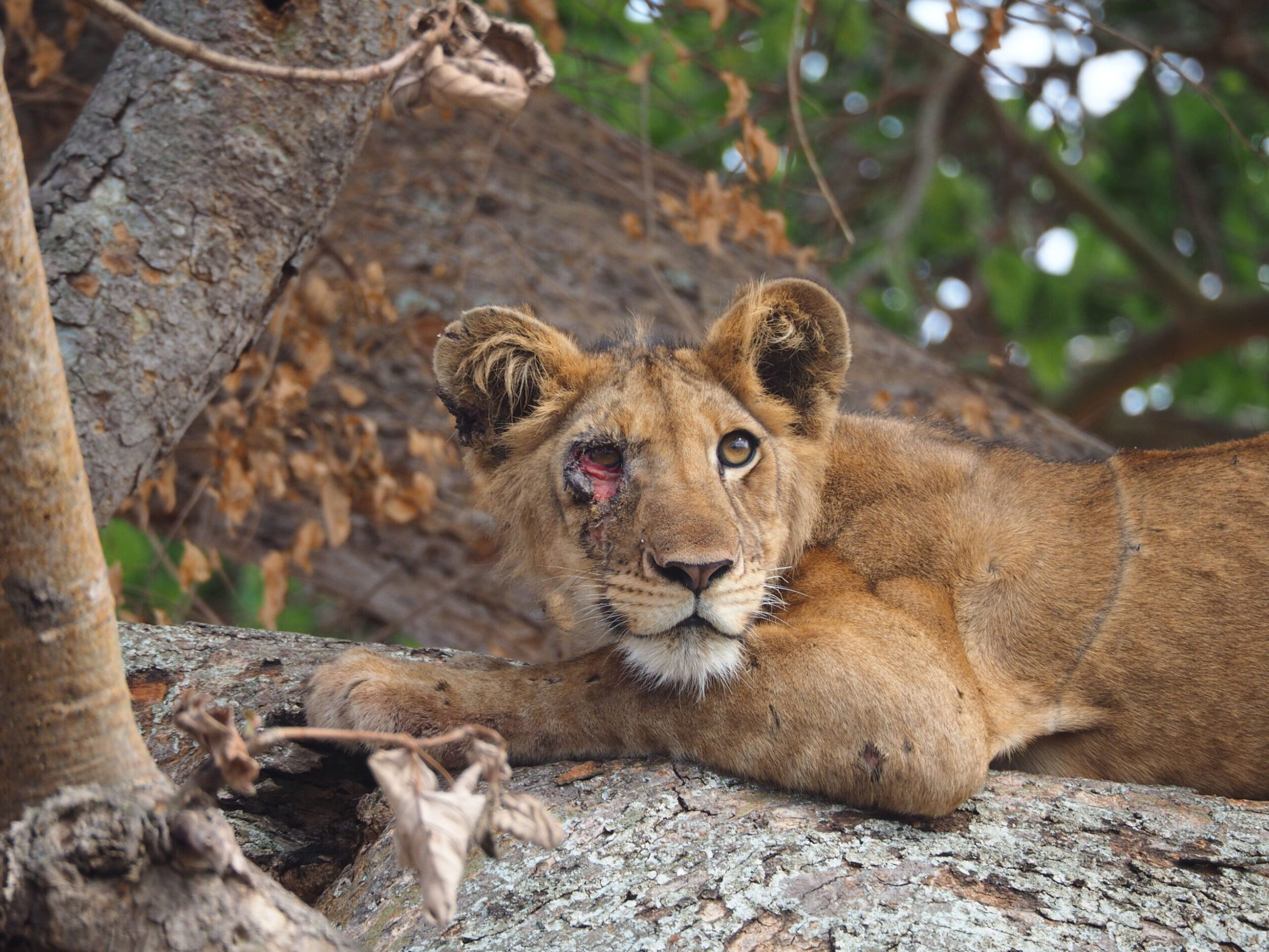 Lion in Kidepo Valley scaled e1784803158279