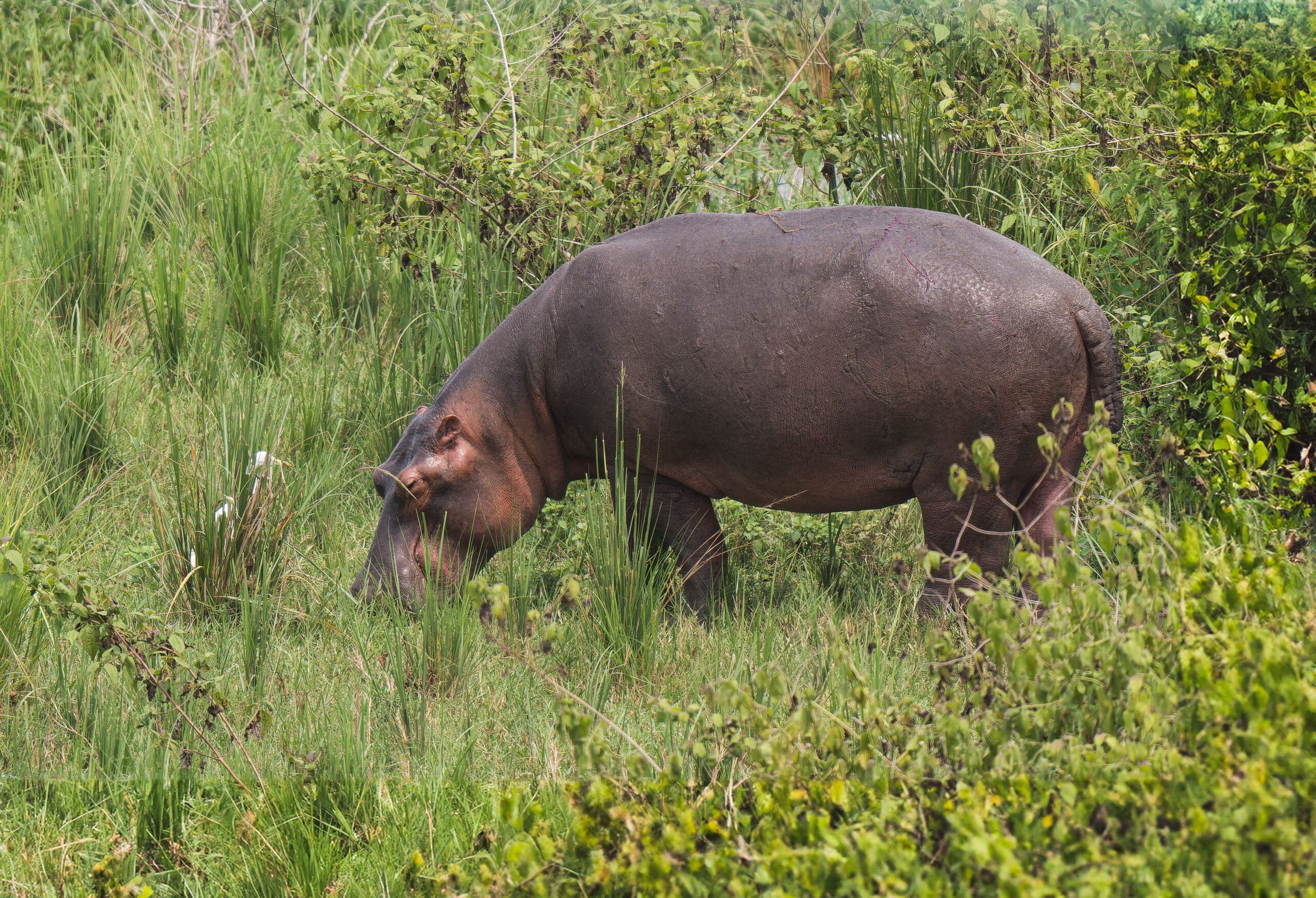 Rhino in Ugandan Park scaled